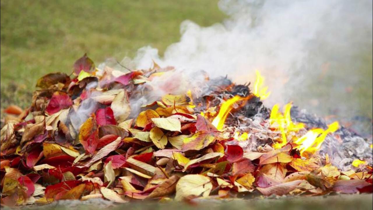 Осенний костер. Дворники сжигают листву. Можно ли жечь листву. Можно ли жечь листву. Сжигание листьев.