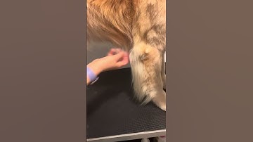 Unit D, Assignment 6: After Using an Undercoat Raek