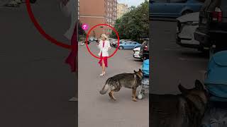 Thumbnail for Quick Thinking Dog Prevents a Tragedy #shorts