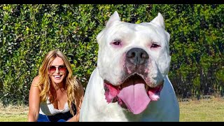 THE DOGO ARGENTINO DOG   DANGEROUS & BANNED?