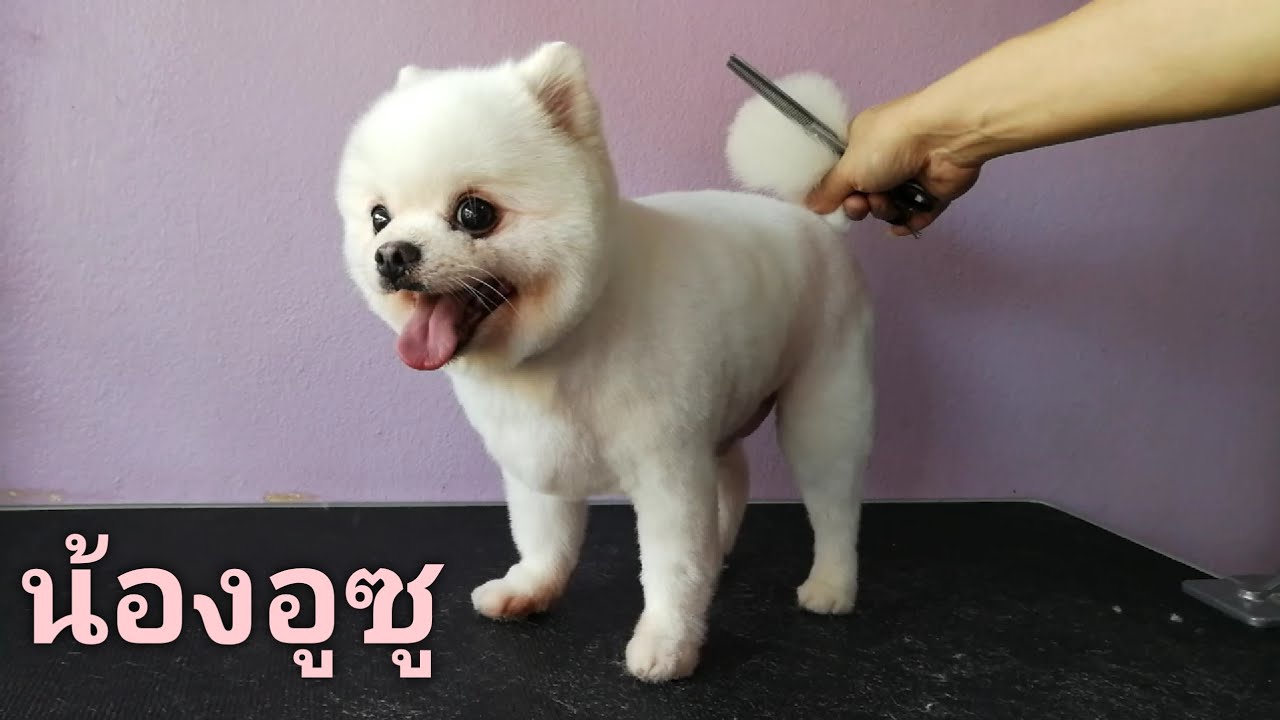 ตัดขนปอม ทรงBoo ยอดฮิต/Pomeranian Grooming YouTube