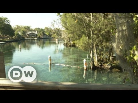 Video: Crystal River, Florida: 10 Dinge, Die Sie Auf Einer Reise Hierher Lernen Werden