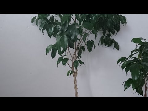 Video: Bir Ficus Nasıl Oluşturulur