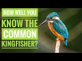 Common Kingfisher || Description, Characteristics and Facts!