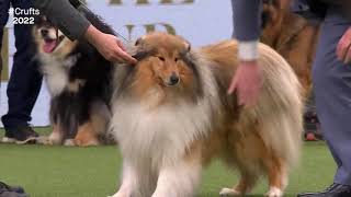 Best Of Breed, Pastoral Group|COLLIE (ROUGH)|