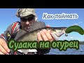 Как поймать судака на огурец?
