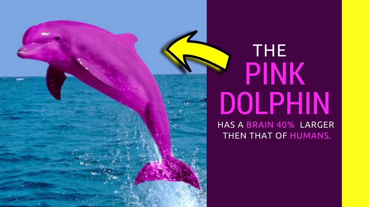 Pink Dolphin Facts For Kids Information About Amazon River Dolphin Youtube