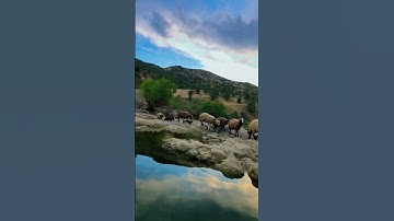 ‎  القارئ هاوکار صالح  الکردي 🎙🤍 صلوا على النبي ﷺ اللهم صل وسلم  على نبينا محمد ﷺ❤️