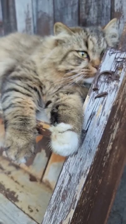 Если мужчина живёт с мамой #жизньбездублей #ташамуляр # ...