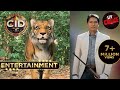 Cid entertainment  cid     tiger   team cid  