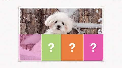 Find Them All - Animal Collection | Photo Quiz