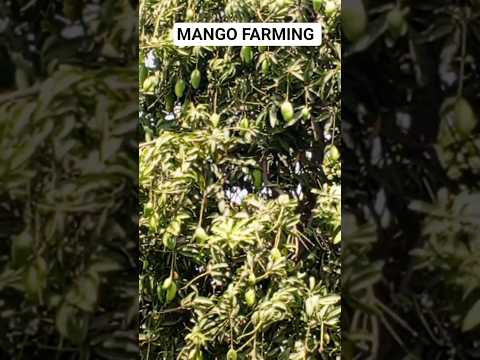 Nature’s Mango Paradise 🌳🥭