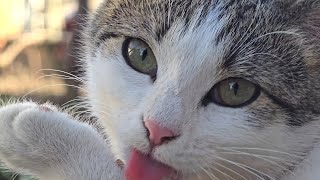 Cute Kitten Washes Its Paws (extreme closeup)