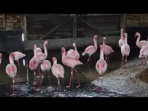 Lesser Flamingo Contact Calls