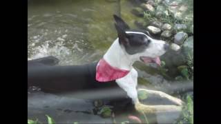 Great Dane Gets Busted in Koi Pond by Pip The Smooth Fox Terrier 52 views 6 years ago 1 minute, 17 seconds