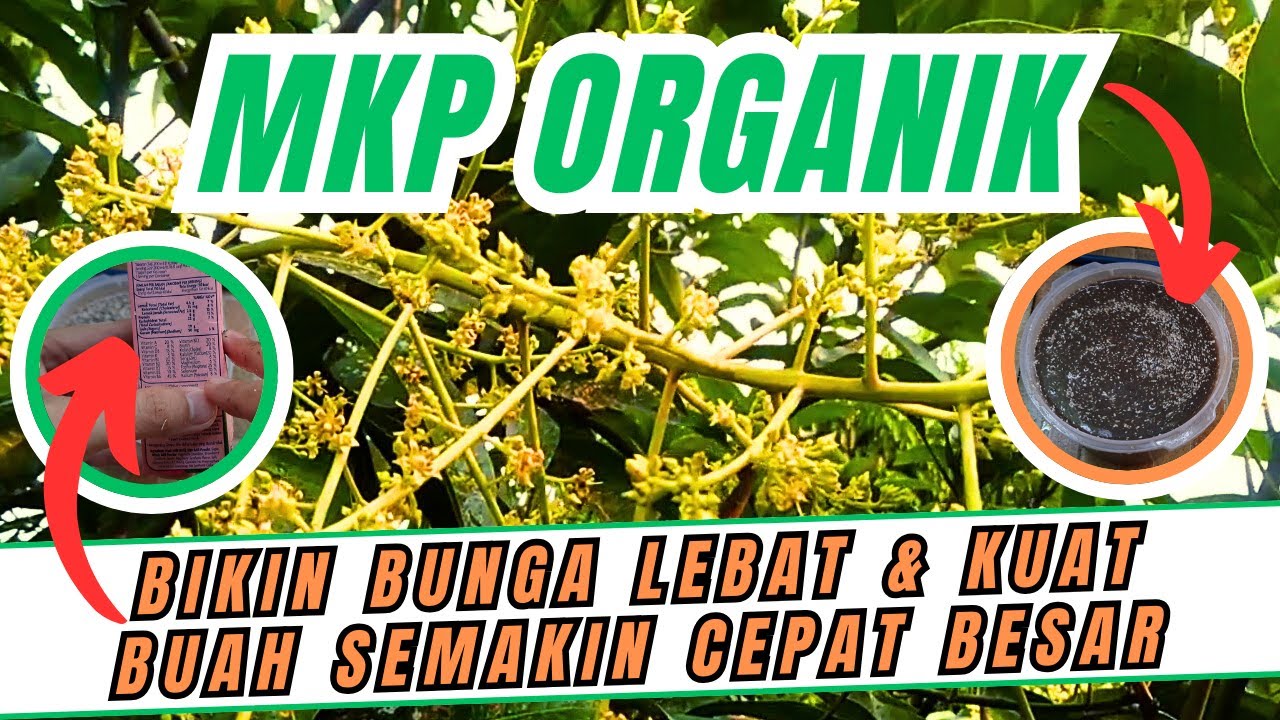BUKTIKAN SENDIRI‼️ MKP ORGANIK PUPUK PELEBAT BUNGA & BUAH PUPUK ORGANIK CAIR WAJIB DI MUSIM HUJAN
