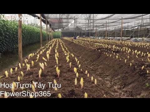 Video: Lily - trồng và chăm sóc trên bãi đất trống