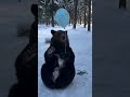 A bear playing with a balloon #shorts