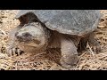 Черепахи кладут яйца у соседа на участке