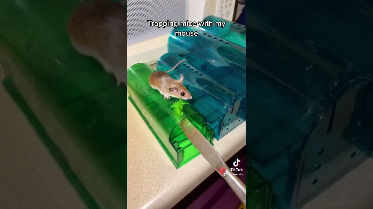 Spider is a snitch 😅