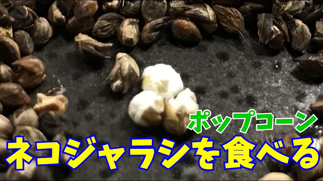 おかず0円生活 猫じゃらし エノコログサ を食べる O ノ Youtube