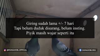 Solusi Player Gak Nelor, Kejar Giringan