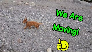 We're Moving! - Random Information - VOL. 4 by Gin the Mini Golden Doodle 259 views 6 years ago 9 minutes, 11 seconds