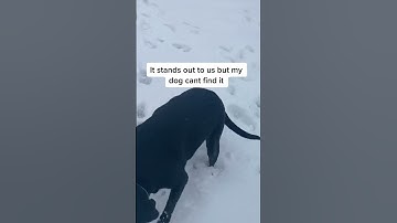 Thumbnail of PROOF dogs are COLORBLIND