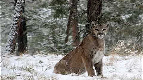 Mountain Lion? Crestline California