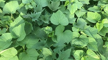 Bé nhận biết cây rau khoai lang/ Dạy trẻ thông minh sớm