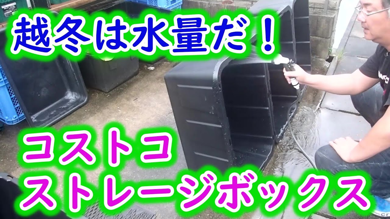 Medaka] I bought an additional Costco storage box for
