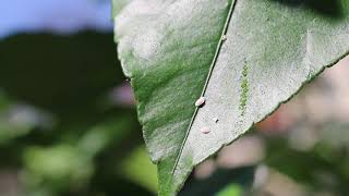 Envie De Tout Comprendre Sur Les Cochenilles