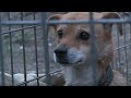 Perro espera en el mismo lugar exacto todas las noches | Animal en crisis EP2