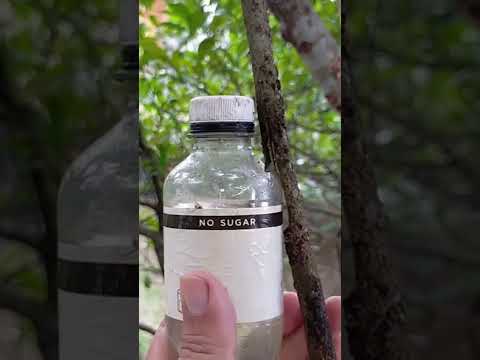 Video: Apple Tree Water Requirements: Gaano Karaming Tubig ang Kailangan ng Apple Tree