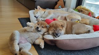 LIVE Part 2: Shiba Inu Puppies / 17MAY2022