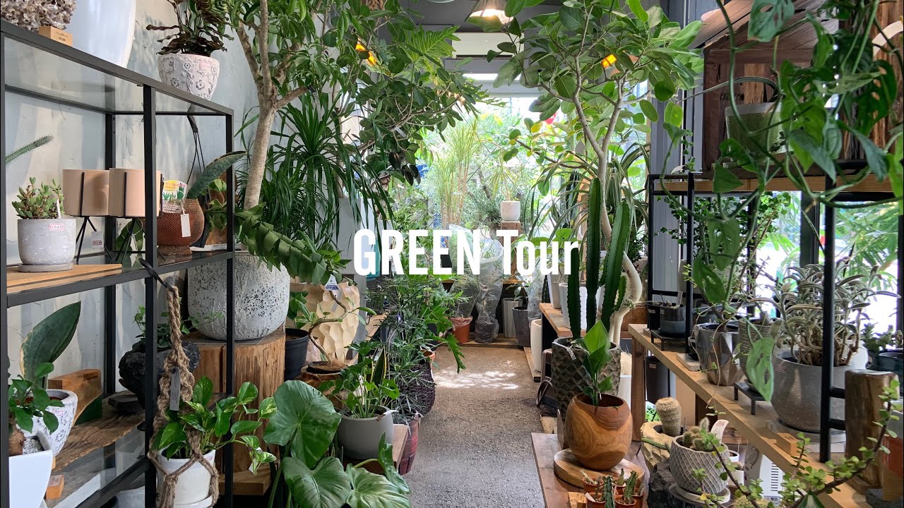 観葉植物】大阪の北堀江にあるガーデニングショップ | and leaf 今里