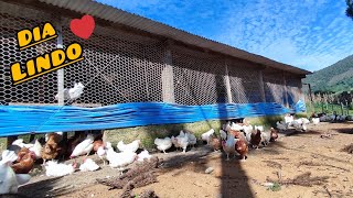 Os trabalhos aqui na roça nunca param 🤠 Hoje foi dia de manutenção dos piquetes para as galinhas 🐓🍃 by Granja Inova Ovos Caipiras 2,805 views 2 months ago 9 minutes, 37 seconds