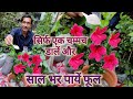 सिर्फ एक चम्मच डालें और पुरी साल फूल पायें गुड़हल में // Hibiscus immense flowering tips