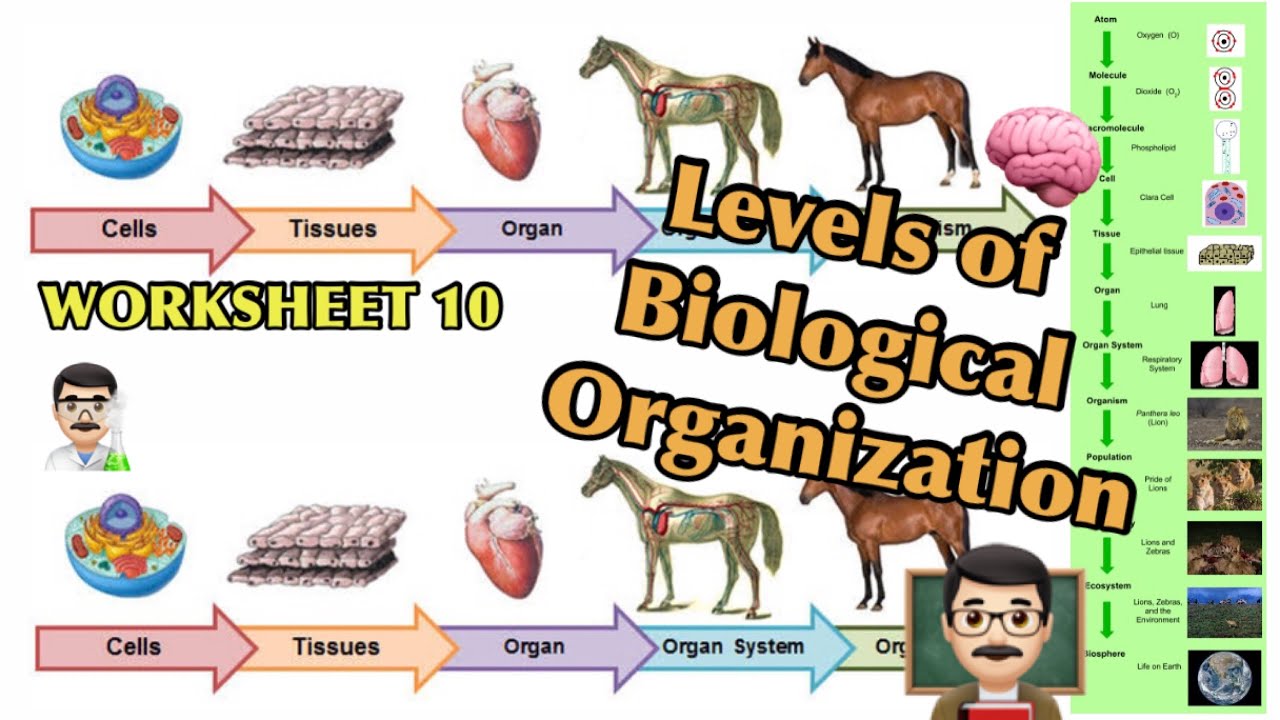 GRADE 21 : WORKSHEET 21 "LEVELS OF BIOLOGICAL ORGANIZATION" - YouTube Within Levels Of Organization Worksheet
