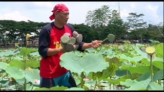 Lotus Sumput, Olahan Biji Bunga Lotus | JEJAK SI GUNDUL (29/11/18) PART 1