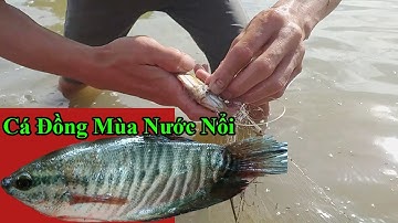 Thả Lưới Bắt Cá Đồng Mùa Nước Nổi Ở Bình Thuận