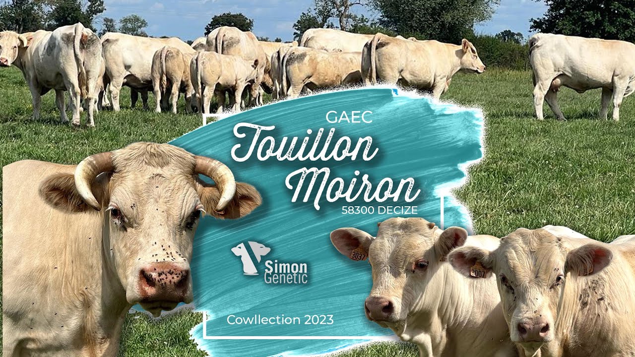 GAEC TOUILLON MOIRON Cowllection 2023 YouTube