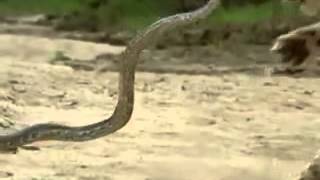 lion vs serpent أسد مقابل ثعبان -