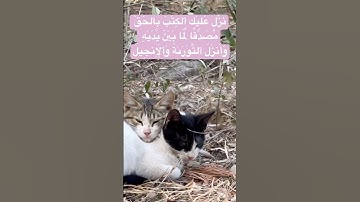 راحة نفسية🌸 #سورة آل عمران 🤍#قطط  quran #