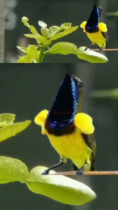 masteran sogon ful isian joss #birds #masteranjernih