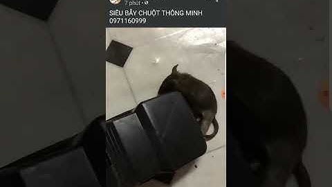 siêu bẫy chuột thông minh, kẹp bẫy chuột