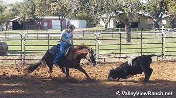 Mamas Cool Cat - working cows! - ValleyViewRanch.net
