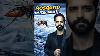 Mosquito Threat in Iceland? 😳|A Major Warning Sign of Global Warming!#ytshorts #iceland