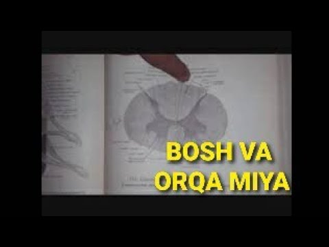 Video: Orqa Miya Shishi (yoki Dum) Va Ferretsdagi Xaftaga Saratoni
