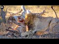 Lion Attack and Eat Hyena - Animal Fighting | ATP Earth